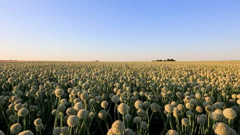 Field of Onions in Bloom Stock Footage 137912630