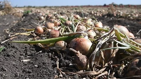 Field with onions for harvest Stock Footage 161419637