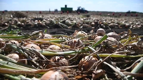 Field with onions for harvest Stockbeeldmateriaal 204154044