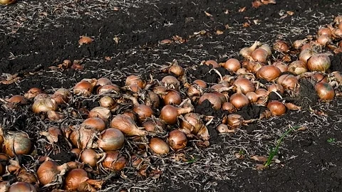 Field with onions for harvest Stock Footage 223688345