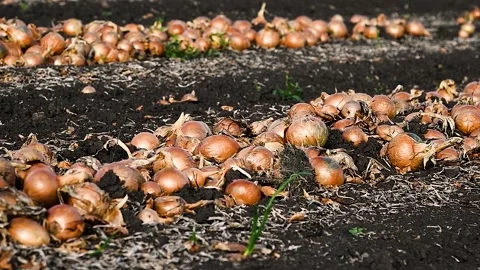 Field with onions for harvest Stock Footage 223688413