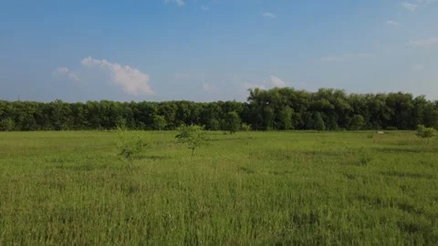 Field (opening scene) Stock Footage 313712346