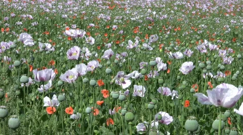 Field of opium poppy flowers and seed heads Stock Footage