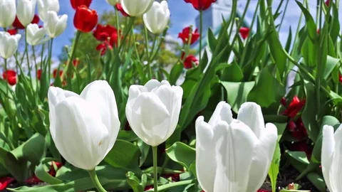 Field or flowerbed of beautiful red and white tulips macro closeup with bokeh Stock Footage 80156772