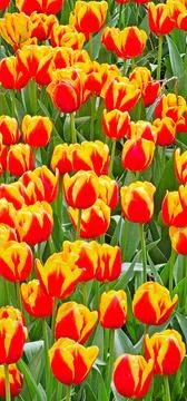 A field of orange and yellow tulips in full bloom, with the petals Foto stock