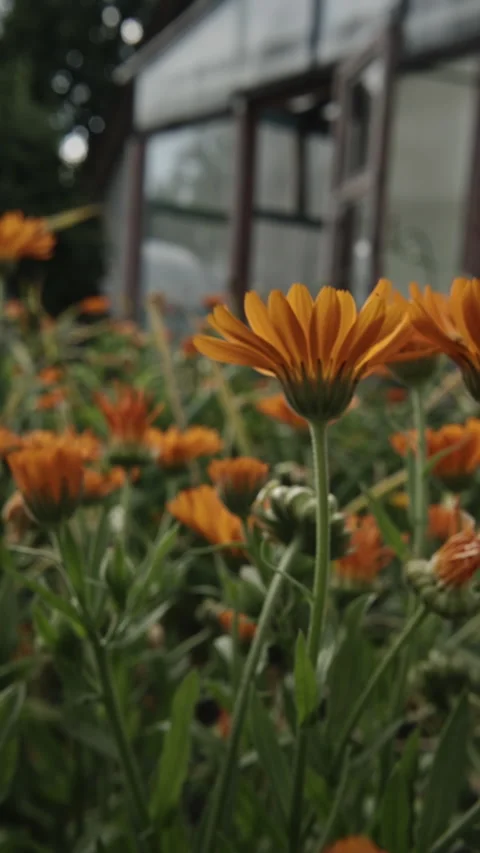 Field of Orange Blooms Under Dramatic Sky Stock Footage 318586076