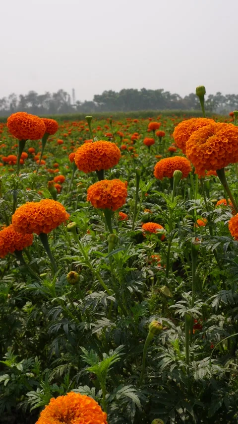 Field of orange Marigolds 스톡 동영상 332589921