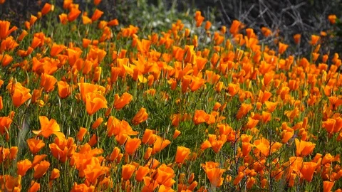 Field of orange poppies Stock Footage 104166000