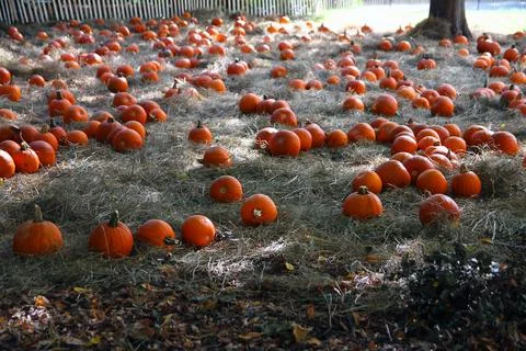A field of orange pumpkins during fall Foto stock
