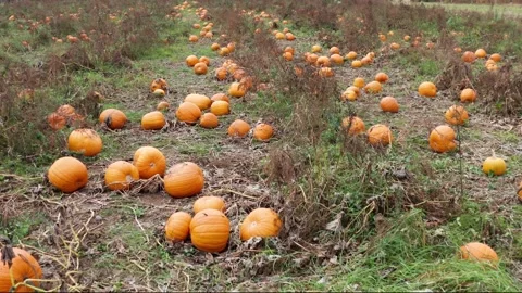 The field of orange pumpkins Stock Footage 288122202