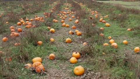 The field of orange pumpkins 스톡 동영상 288122316