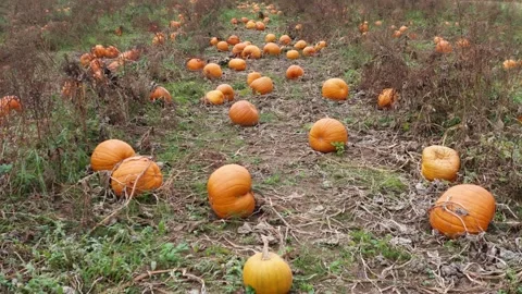 The field of orange pumpkins 스톡 동영상 288122394