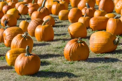 Field of orange pumpkins on grass Stock Photos