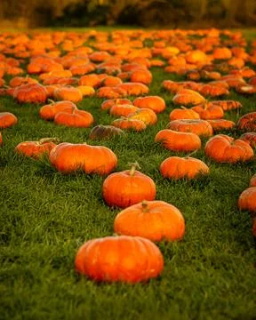 Field of orange pumpkins Stock Photos
