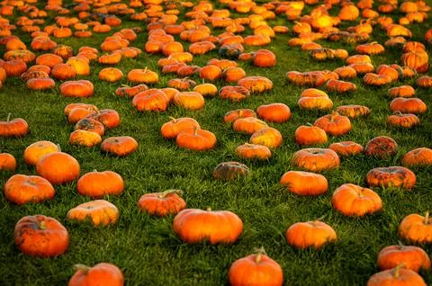 Field of orange pumpkins Stock Photos