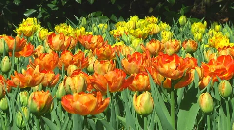 Field of orange tulips Stock Footage 4964505