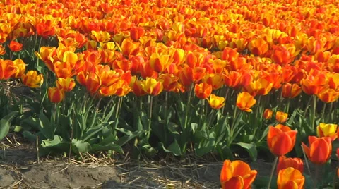 Field of orange tulips Stock Footage 4976823