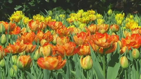 Field of orange tulips Stock Footage 10740552