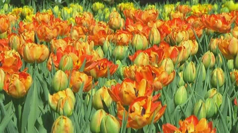 Field of orange tulips Stock Footage 10740559