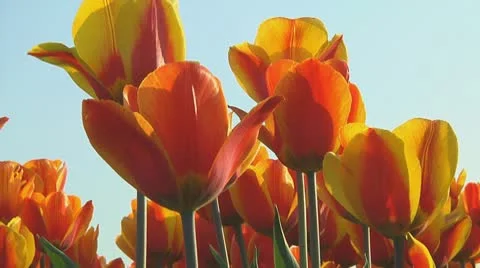 Field of orange tulips Stock Footage 10740838