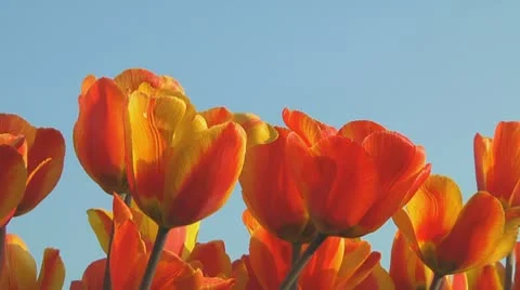 Field of orange tulips Stock Footage 10740843