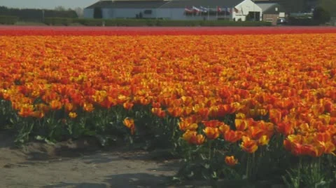 Field of orange tulips Stock Footage 10740852