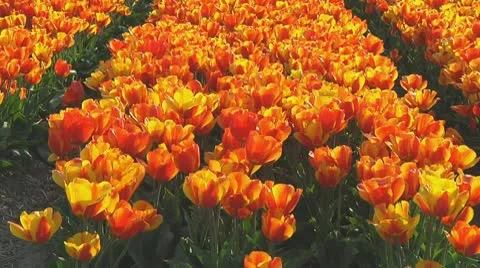 Field of orange tulips Stock Footage 10740864