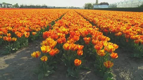 Field of orange tulips Stock Footage 10740873