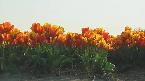 Field of orange tulips Stock Footage 10740904