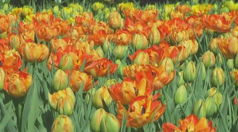 Field of orange tulips Stock Footage 10742849