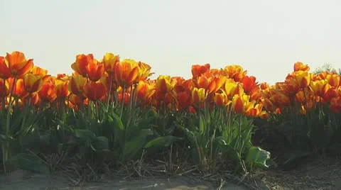 Field of orange tulips Stock Footage 10743074