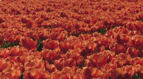 Field of orange tulips Video stock 37662597