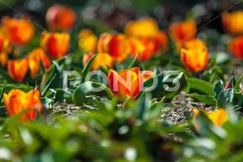 Field of orange tulips Stock Photos