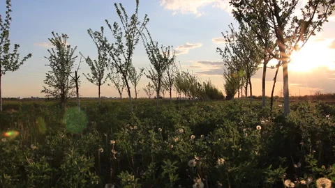 Field of orchids at sunset. Field of trees. Romantic sunset 스톡 동영상 157229841
