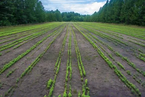 Field with orderly rows of little pine trees. Stock Photos
