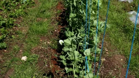 A field of organic peas. Stock Footage 10749392