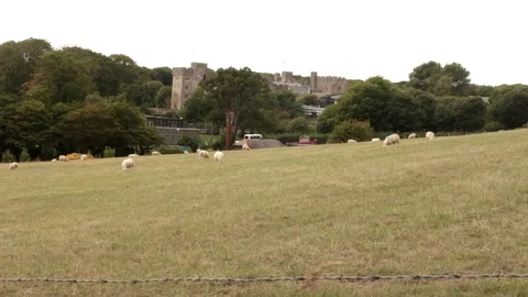 A Field, out of Focus Sheep, Barbed Wire, a Castle, Trees, a Clear sky Video stock 93701847