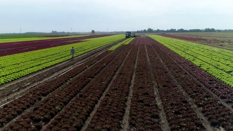 Field over flight towards tractor Vídeos de archivo 161811868