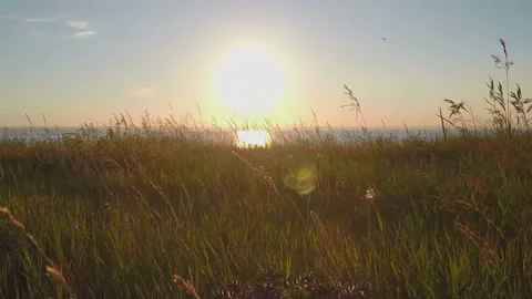 Field over sea at sunset Stock Footage 89756574