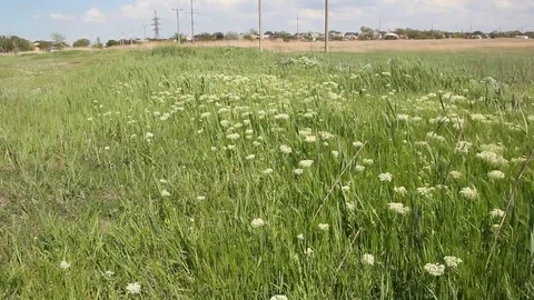 A field overgrown Lepidium draba or hoary cress, Video stock 85277502