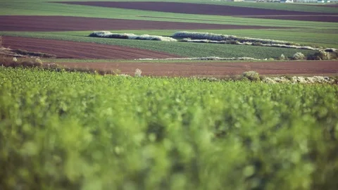 Field panorama Видео 74242093