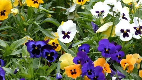 A field of Pansies Stock Footage 107842056