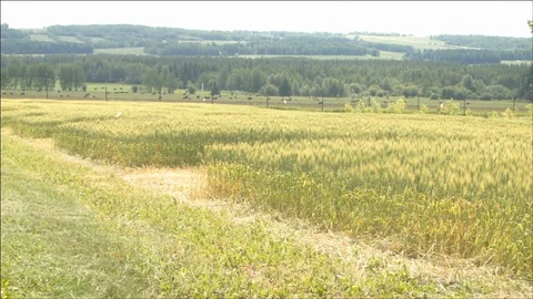 Field with a path and a flag Stock Footage 106899360