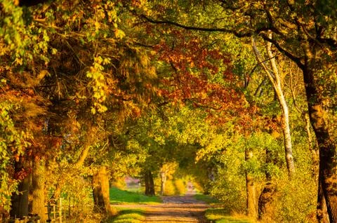 A field path between fields shines in bright autumn  colors from the evening  Stock Photos