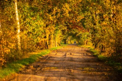 A field path between fields shines in bright autumn  colors from the evening  Stock Photos