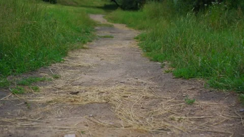 Field path with dry stems of straw and grass on sides Stock Footage 161127930
