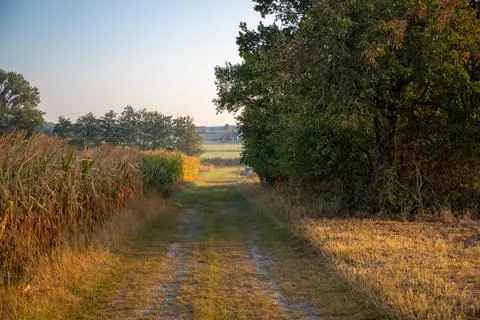 Field path at the edge of the forest in summer Stock Photos
