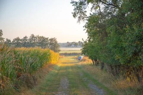 Field path at the edge of the forest in summer Stock Photos