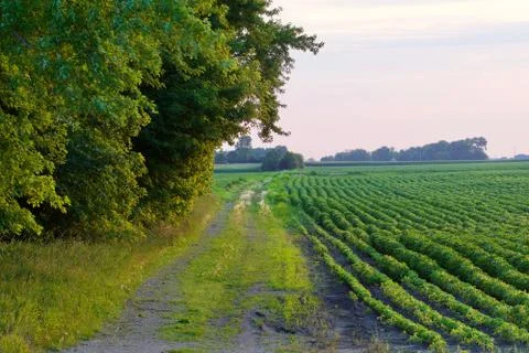 Field Path to Horizon Stock Photos