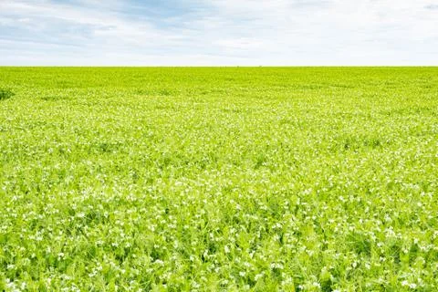 Field of peas in bloom in spring Stock Photos